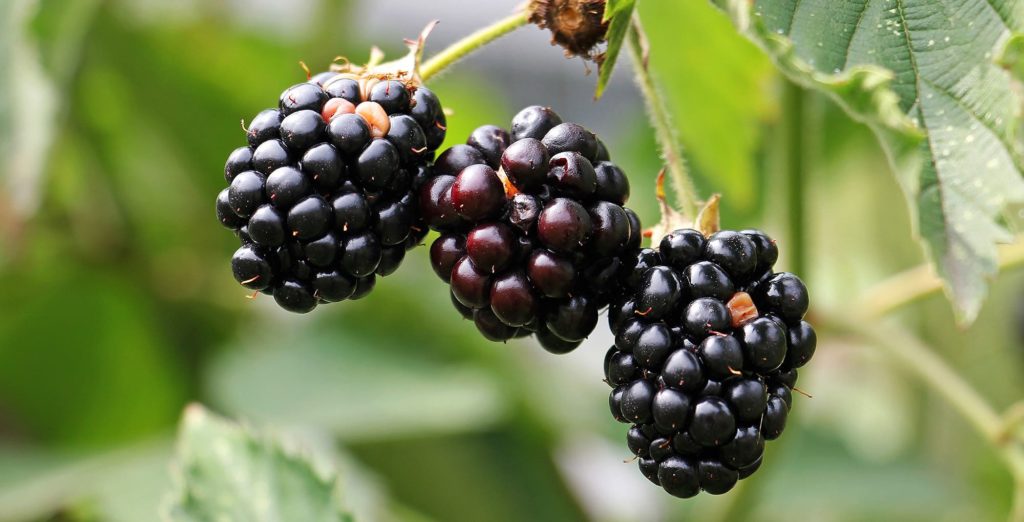 Close-up of blackberries on the bush