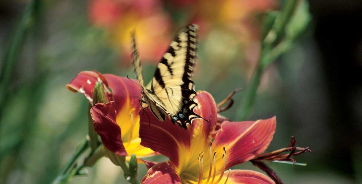 Butterfly on a flower