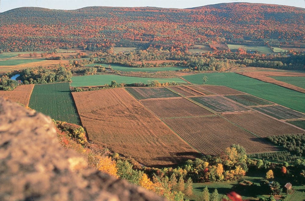 Scenic view of fields