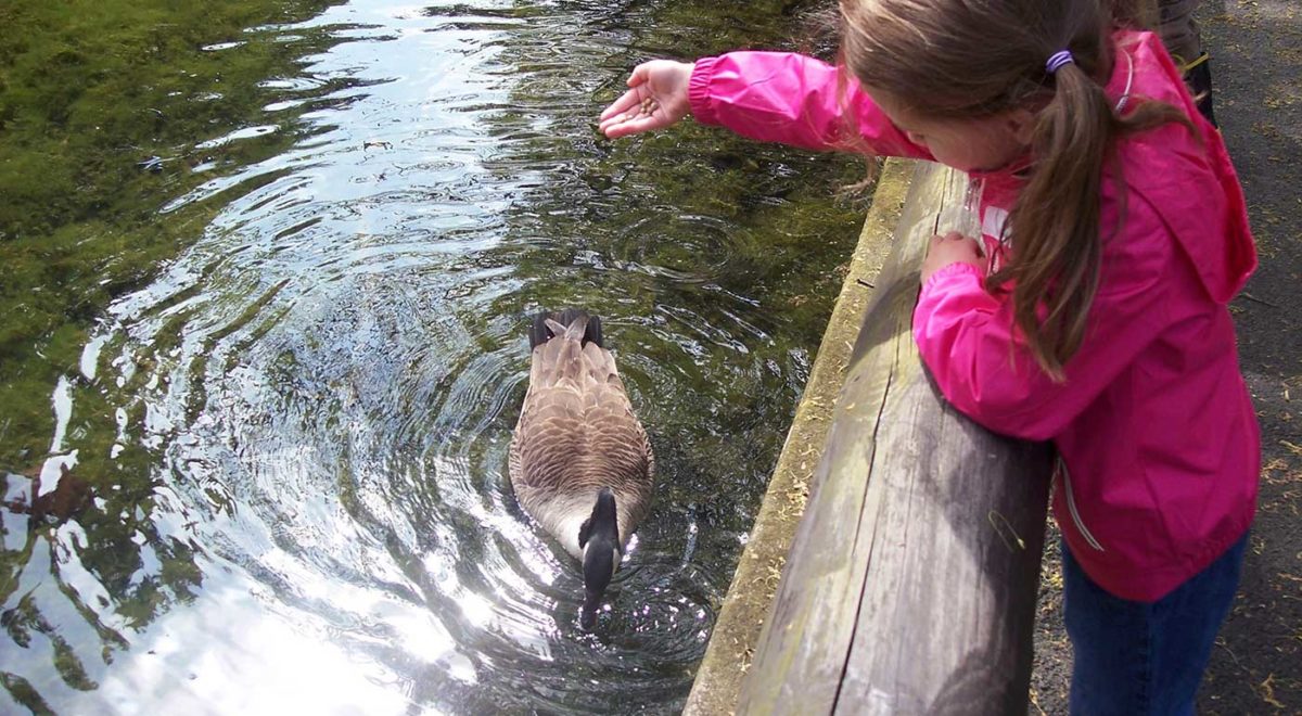 Girl feeding a goose