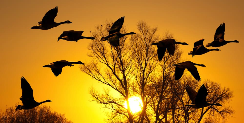 Geese silhouetted by the sun