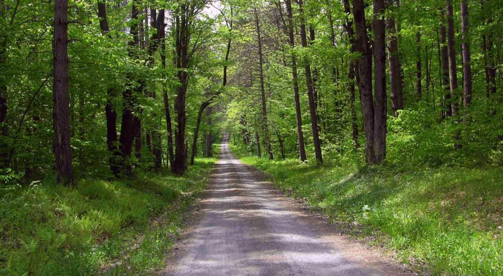 Looking down a stone road in the woods