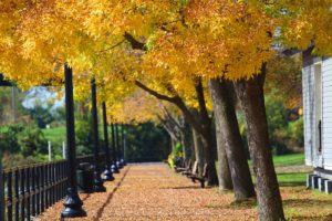 Fall Foliage in Bellamy Harbor by TerryMcNally