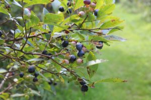 Berry bush