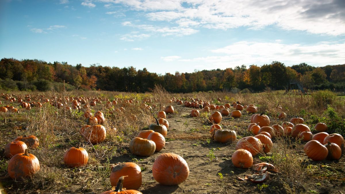 Pumpkin patch