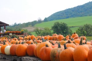 Pumpkins