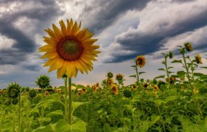 A sunflower field in Rome