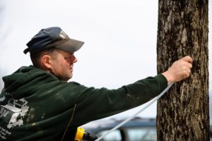 Man tapping a tree