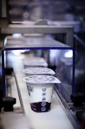Yogurt on conveyor