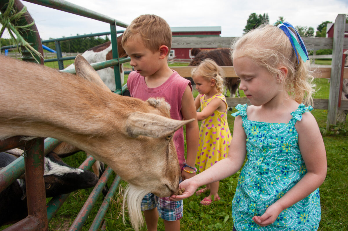kids feeding a goat on a farm