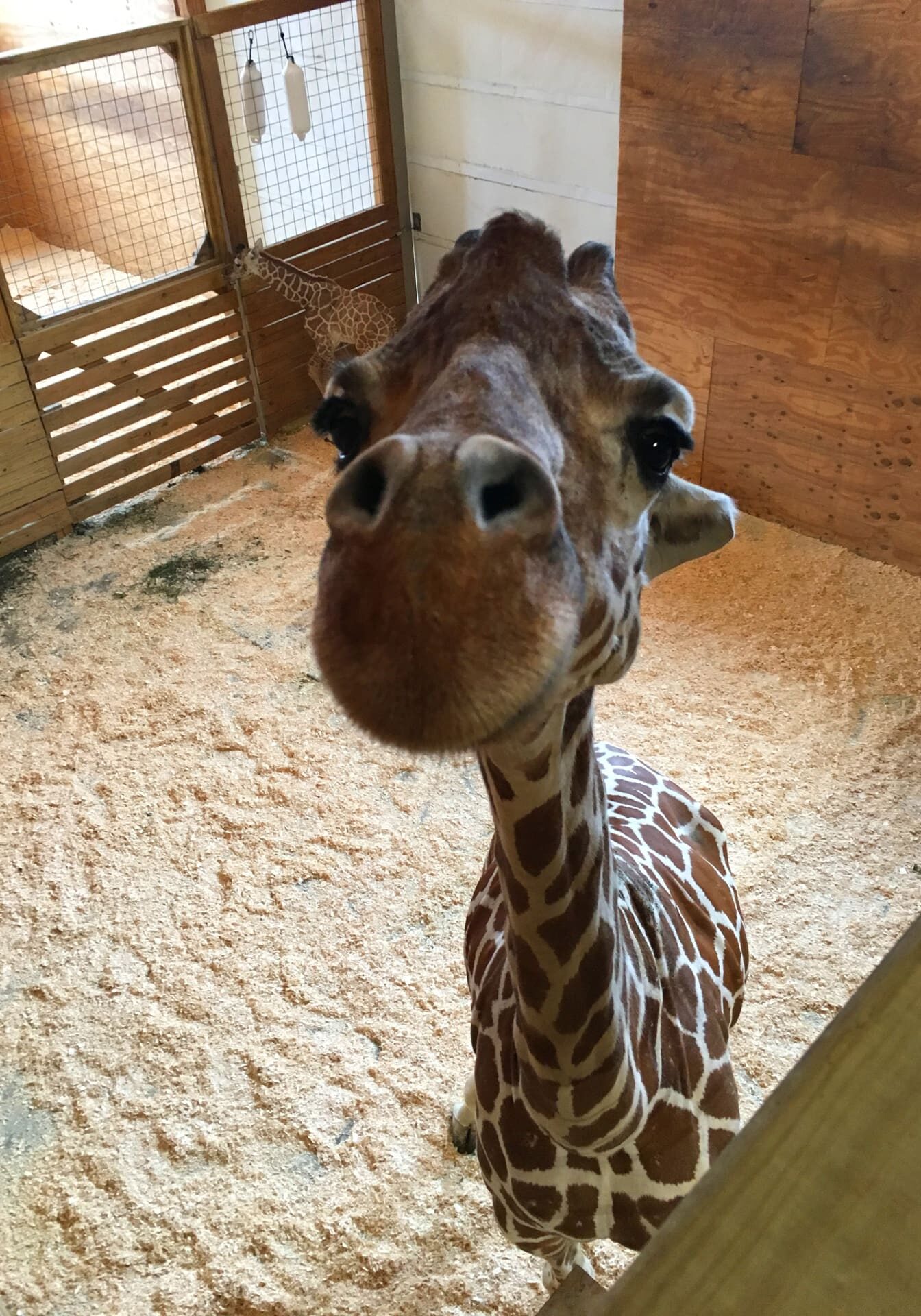 april-giraffe